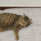 发言人fay