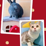 小乖兔与嘟嘟猫