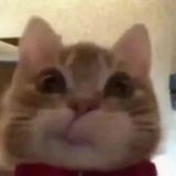 糖yo