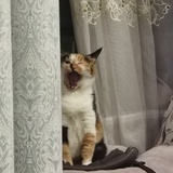 suda啦