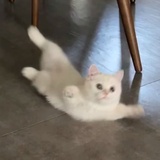 四月爱普拉