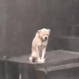Abu