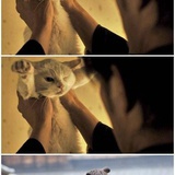 猫眼