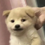 普洛普林