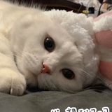 张白雪
