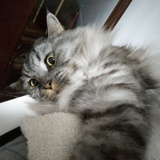 北狼君