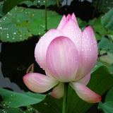 莲莲