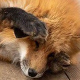 椒盐楠瓜