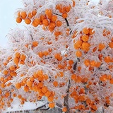 芝芝