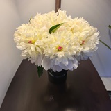 小毛子来了
