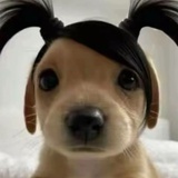 狗咪