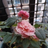 非池