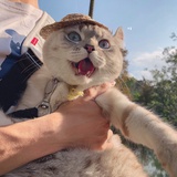 一圈圈咩啊
