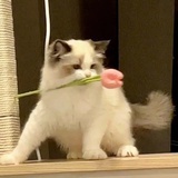 算了吧