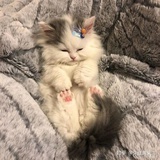 lilbit