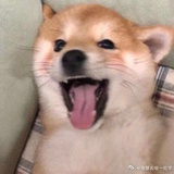 耶耶耶嗨