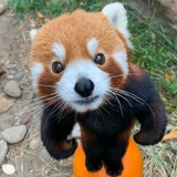小面面