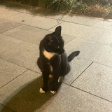 禾魈