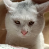 哼唧哼唧猪糯糯