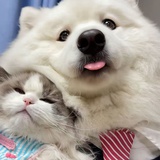 jy小姐的伯恩狗