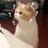 皮蛋solo粥