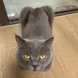 笼子里的薛定锷