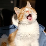 小猫姐姐