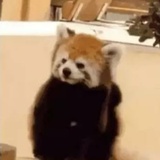 李明本明