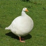 Ombudsman