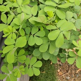 江湖无骗子