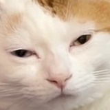打死坏蚊子