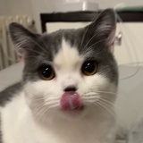 糊弄大师