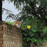 shangan