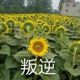 靓仔