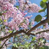 塔泥（躺平中）