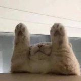 废话输出机