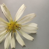 Lasaomiduorui
