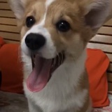 小鹿蹦蹦