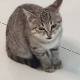 稚子