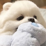 皮皮皮皮皮卡丘