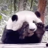 花花的世界