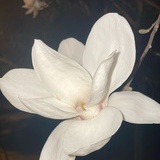 风花雪月