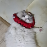 瘦不了de六六