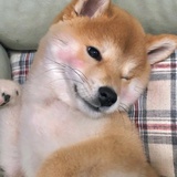 圆咕噜咕噜