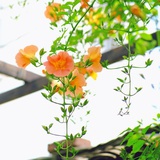杏仁酥