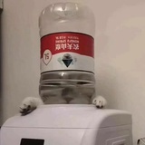 可粒木Soda