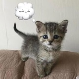 猫猫又咪咪