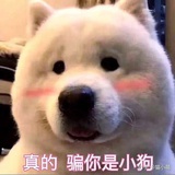 爱吃鱼的橘猫