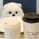 茉莉花开时