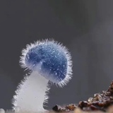 金玉